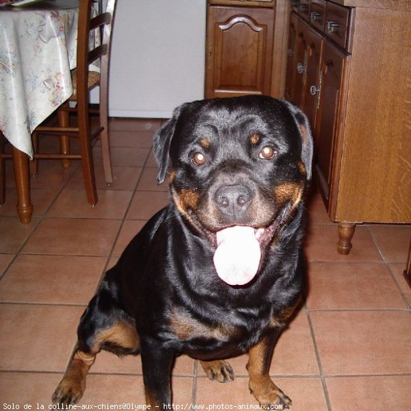 Photo de Rottweiler