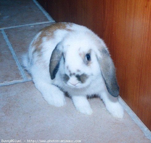 Photo de Lapin