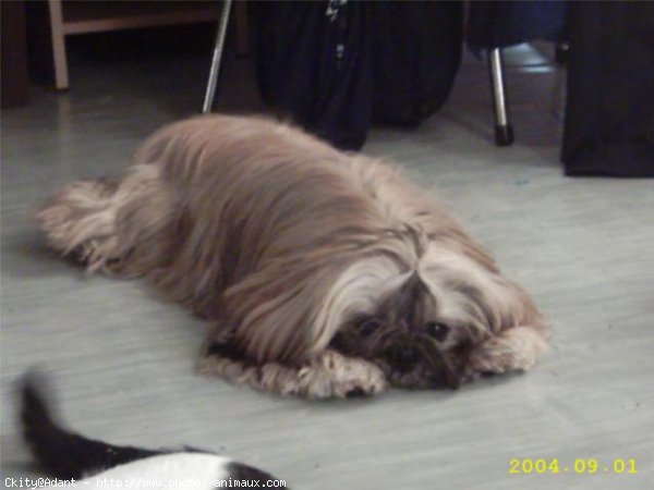 Photo de Shih tzu