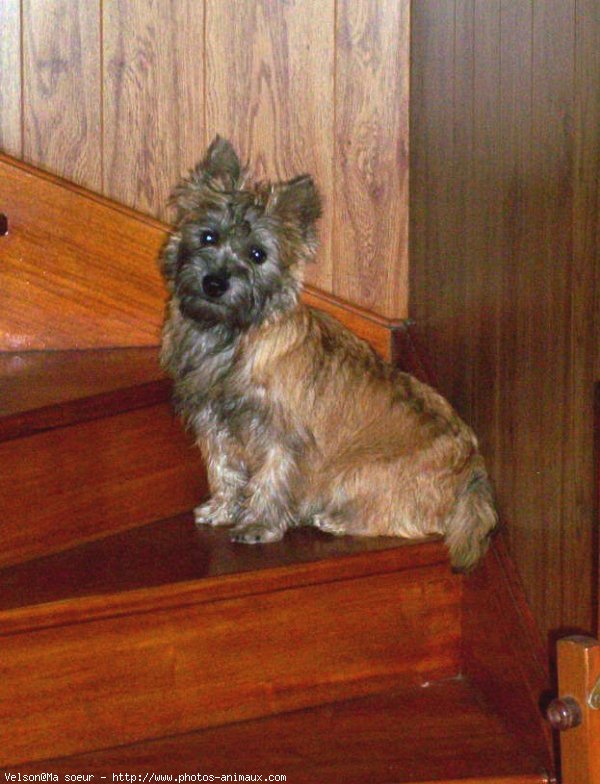 Photo de Cairn terrier