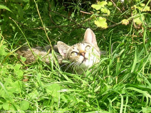 Photo de Chat domestique