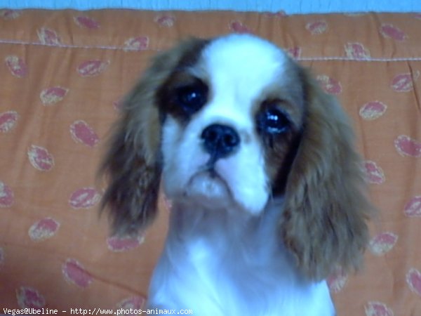 Photo de Cavalier king charles spaniel