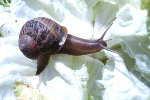 Photo d'Escargot