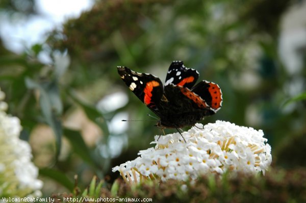 Photo de Papillon