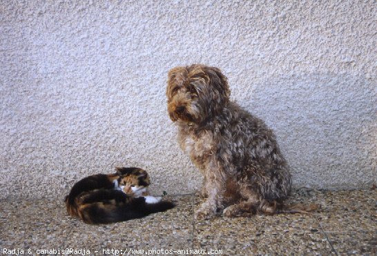 Photo de Races diffrentes