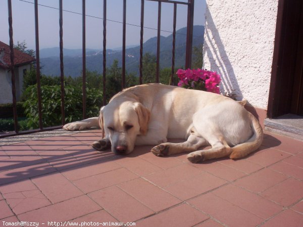 Photo de Labrador retriever