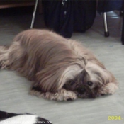 Photo de Shih tzu