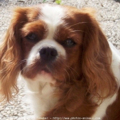 Photo de Cavalier king charles spaniel