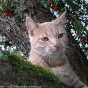 Photo de Chat domestique