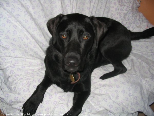 Photo de Labrador retriever