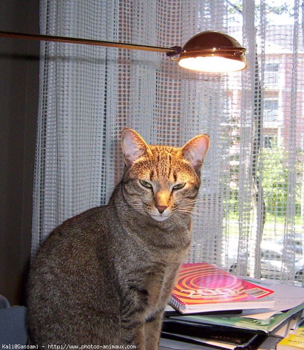 Photo d'Ocicat