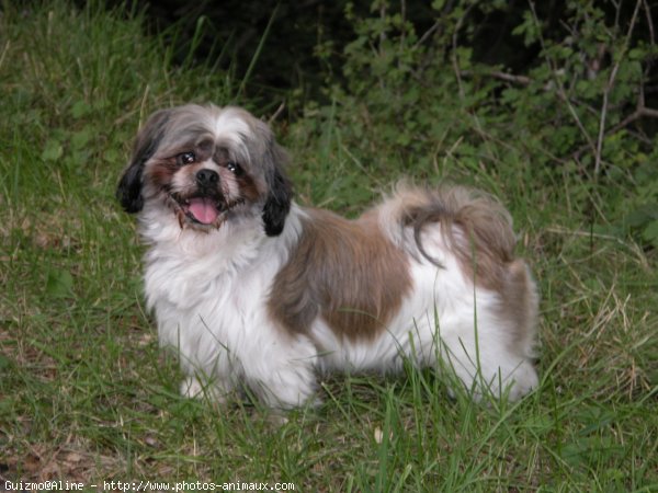 Photo de Shih tzu