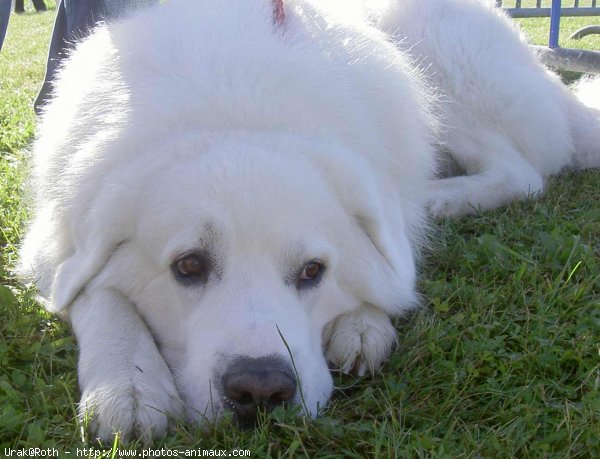 Photo de Chien de berger des tatras