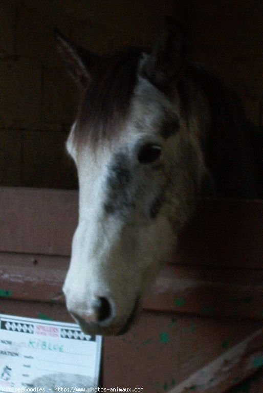 Photo de Poney franais de selle