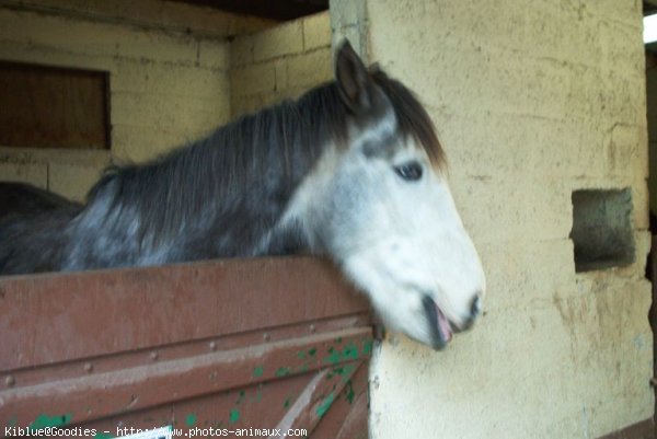 Photo de Poney franais de selle