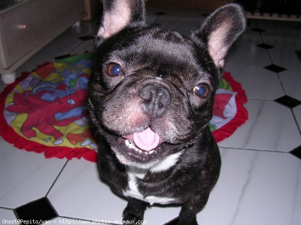 Photo de Bouledogue franais