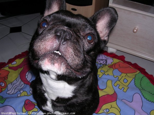 Photo de Bouledogue franais