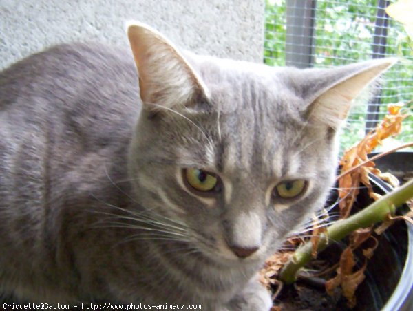 Photo de Chat domestique