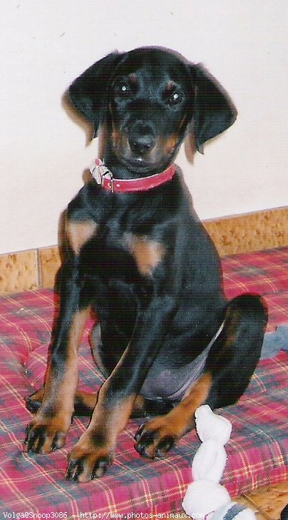 Photo de Dobermann