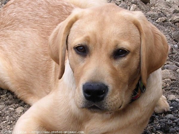 Photo de Labrador retriever