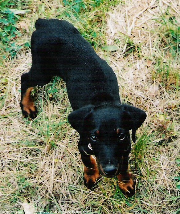 Photo de Dobermann