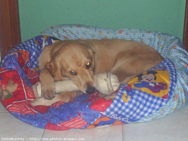 Photo de Golden retriever