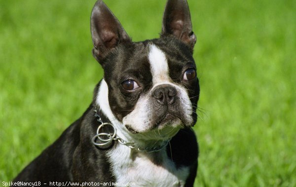 Photo de Boston terrier