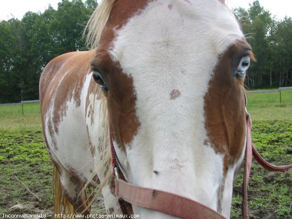 Photo de Paint horse