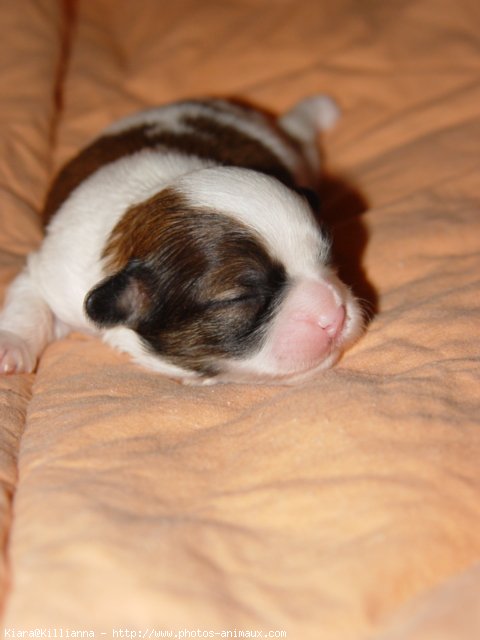 Photo de Shih tzu