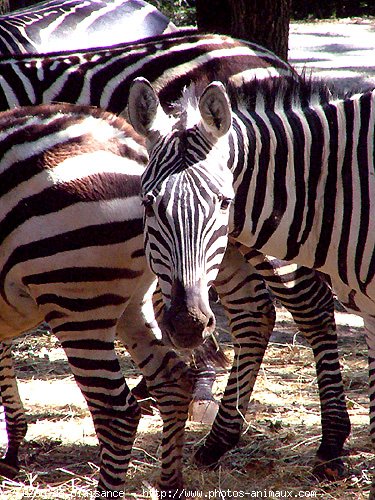 Photo de Zebre