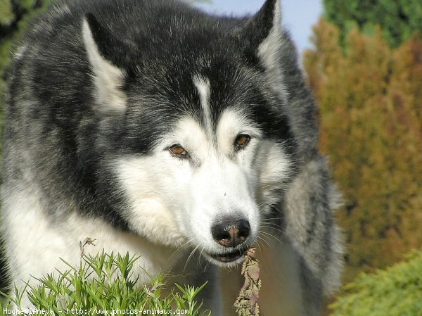 Photo de Husky siberien