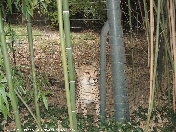 Photo de Gupard