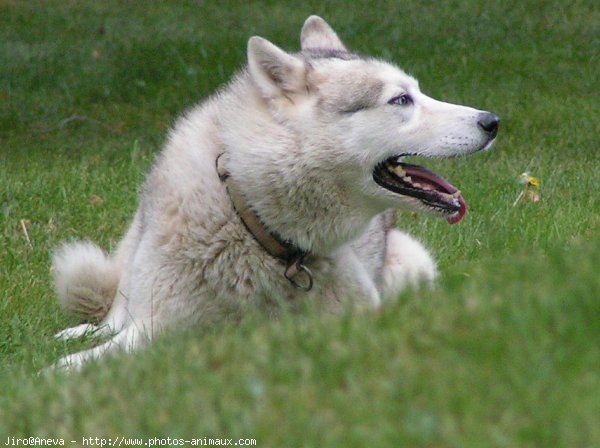 Photo de Husky siberien