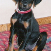 Photo de Dobermann