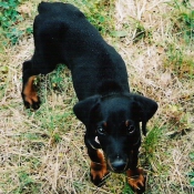 Photo de Dobermann