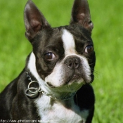 Photo de Boston terrier