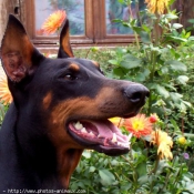 Photo de Dobermann