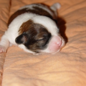 Photo de Shih tzu