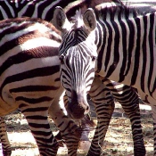 Photo de Zebre