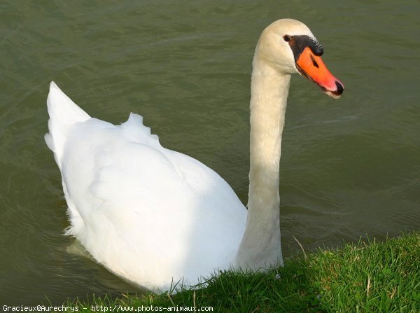 Photo de Cygne