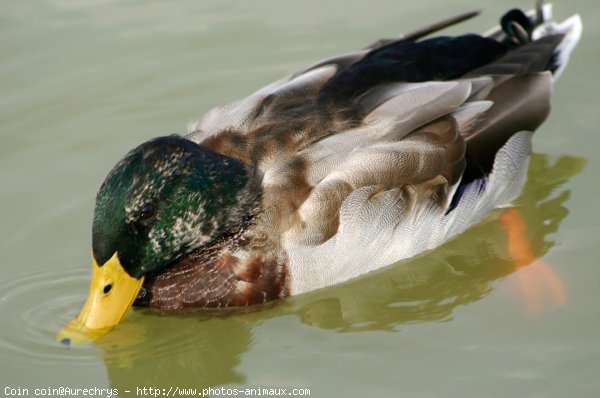 Photo de Canard