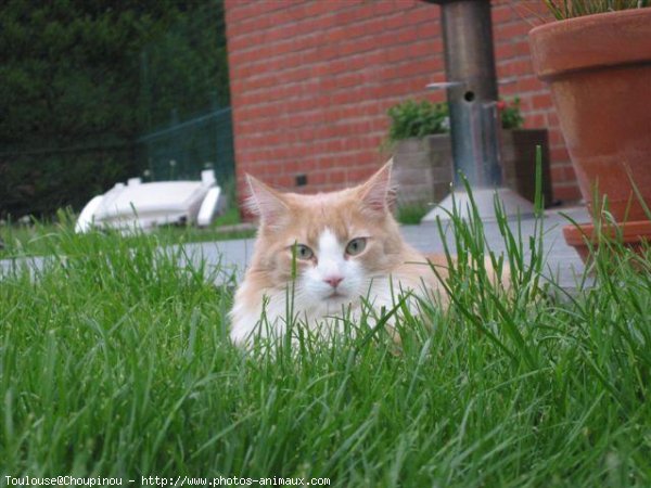 Photo de Croisement