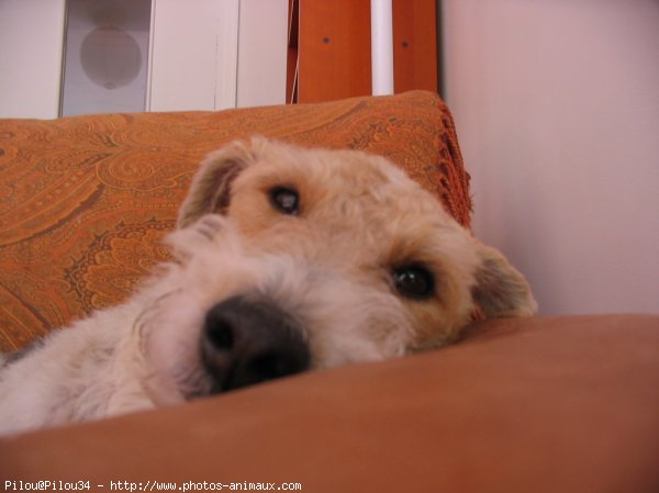 Photo de Fox terrier  poil dur