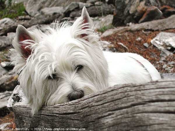 Photo de West highland white terrier