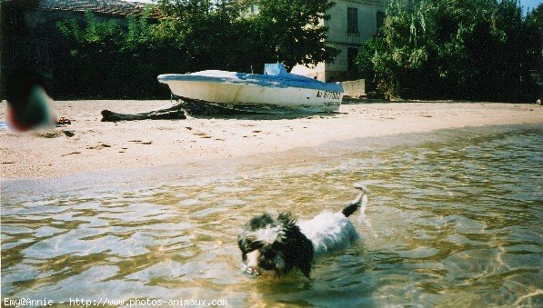 Photo de Shih tzu