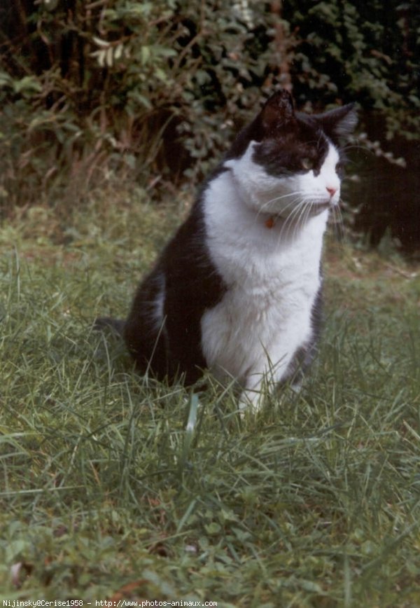 Photo de Chat domestique