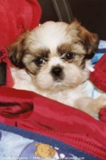 Photo de Shih tzu