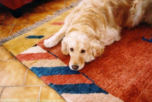 Photo de Golden retriever