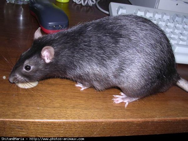 Photo de Rat