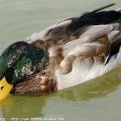 Photo de Canard